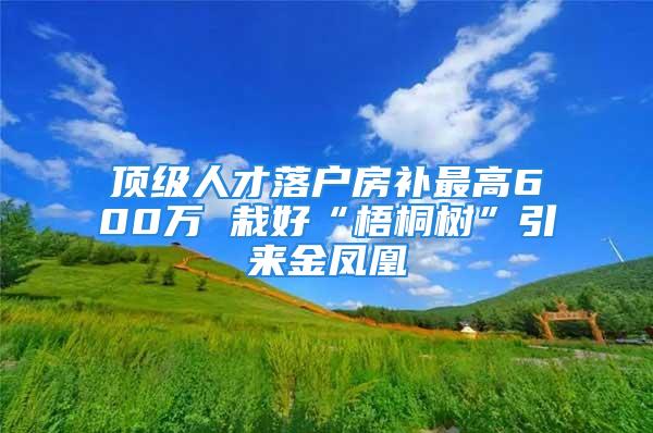 顶级人才落户房补最高600万 栽好“梧桐树”引来金凤凰