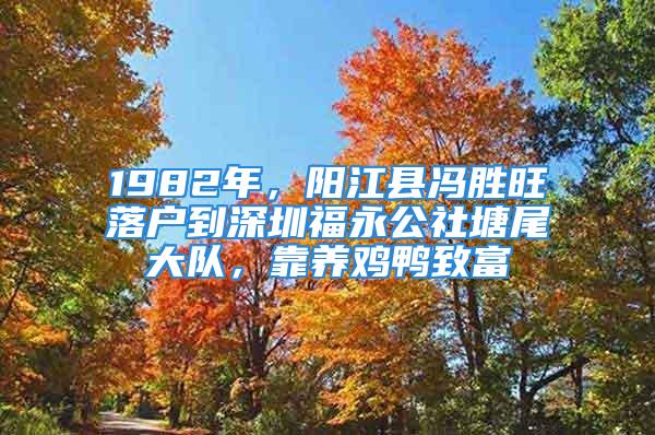 1982年，阳江县冯胜旺落户到深圳福永公社塘尾大队，靠养鸡鸭致富