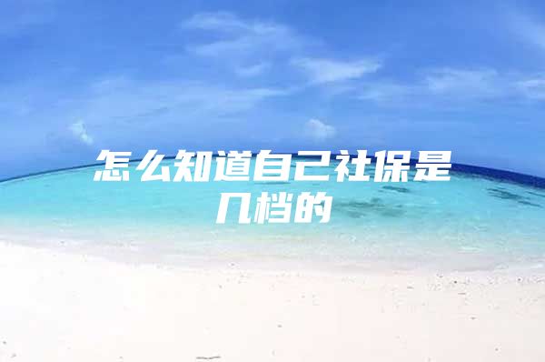 怎么知道自己社保是几档的